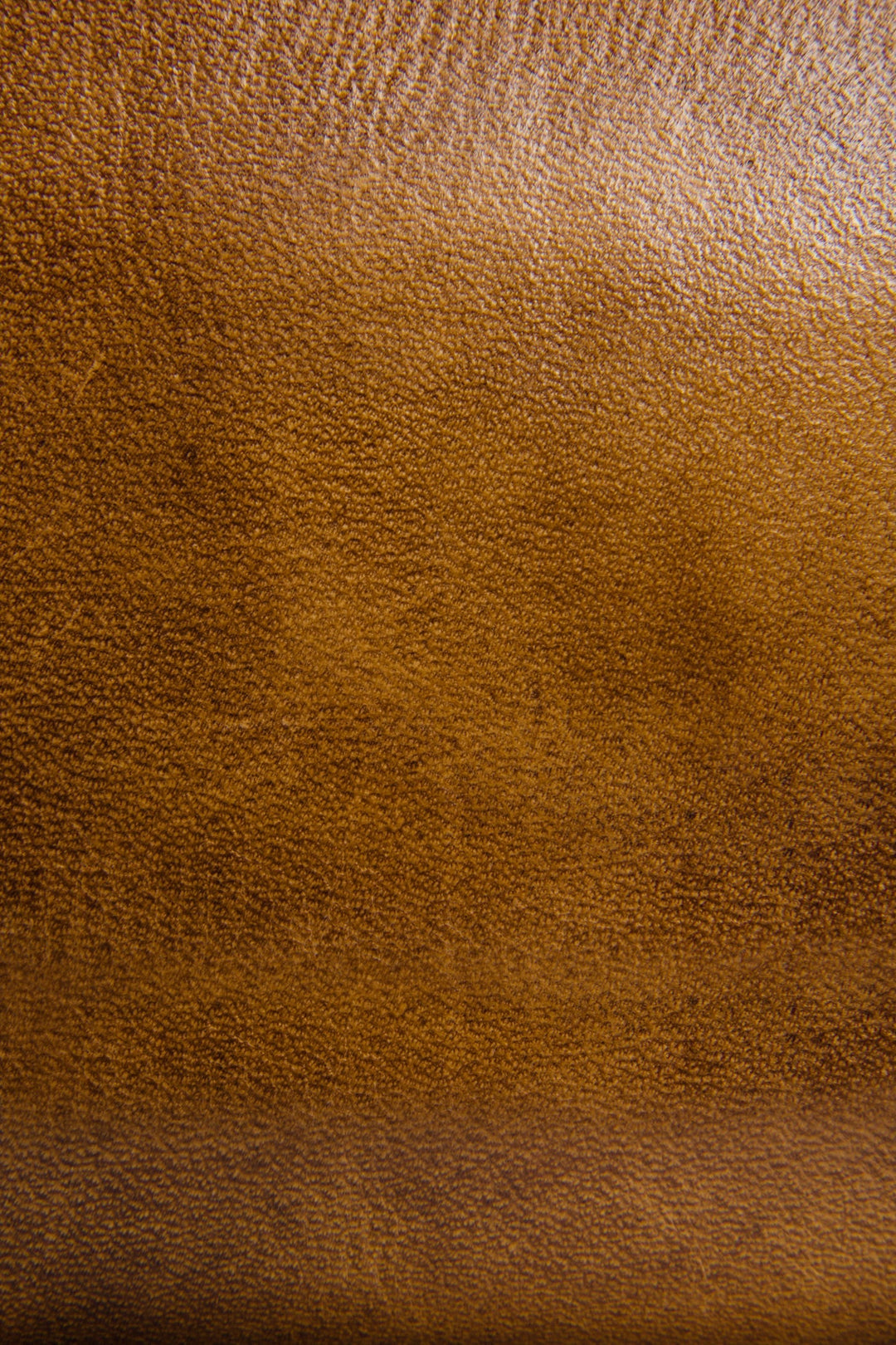 Melissa Beige Zip Wallet | Frye Trending
